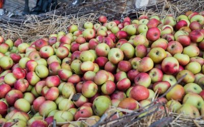 A Montedinove il foliage si gusta con la Mela Rosa