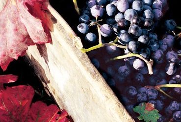 Appassimenti Aperti a Serrapetrona